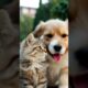 Cute cat and dog are playing together #cat #dog #animals #animalrescue