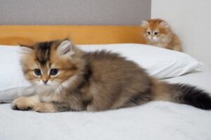 Cute kitten hides behind the curtain but is spotted instantly by the older cat...