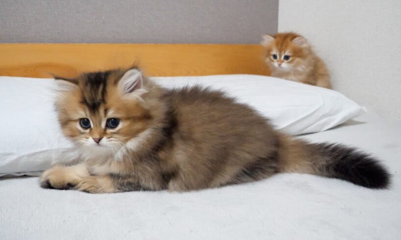 Cute kitten hides behind the curtain but is spotted instantly by the older cat...