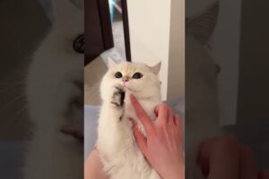 Cute kitten meow #cat #kitten #catlover #cute #funny #pet #猫好き#貓