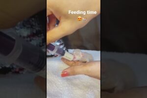 Cute kitten syringe feeding