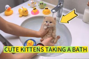 Cute kitten’s first bath experience