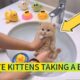 Cute kitten’s first bath experience