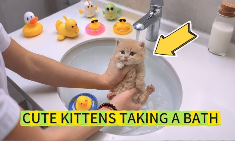 Cute kitten’s first bath experience
