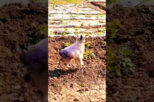 Cute little goats and sheep bouncing and jumping – the cutest thing ever! 💕#funny #goviral #grow