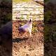 Cute little goats and sheep bouncing and jumping – the cutest thing ever! 💕#funny #goviral #grow