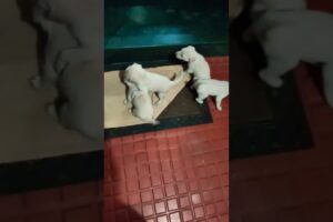 # Cute puppies# Free Adoption#Coimbatore# Contact +91 79048 98600