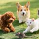 Cute puppies and kittens chasing mice on the green grass - Kitten sounds - Dog and cat videos