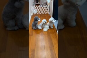 Cute puppies and mummy's funny story 🤣😝#shorts#ytshorts