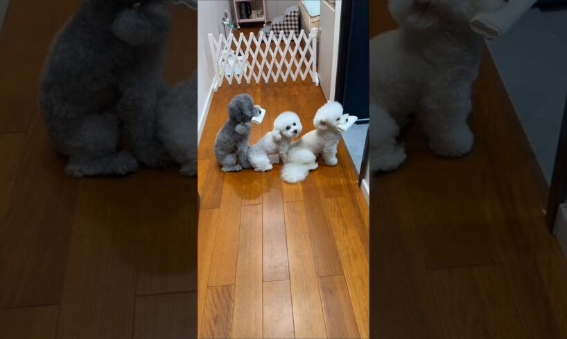 Cute puppies and mummy's funny story 🤣😝#shorts#ytshorts