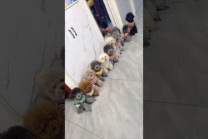 Cute puppies and mummy's funny story 🤩❤️#shorts#ytshorts#funny