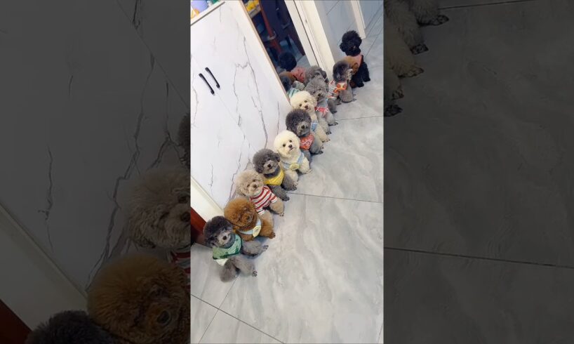 Cute puppies and mummy's funny story 🤩❤️#shorts#ytshorts#funny
