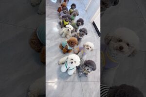 Cute puppies and mummy's funny video😅😹#shorts#ytshorts#funny