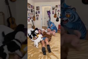 Cute puppies dance with Rumi.#kpop #cuteanimals #puppies