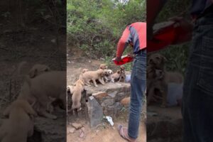 Cute puppies 🐶 #explorepage #shortvideo #streetdog #viralshort