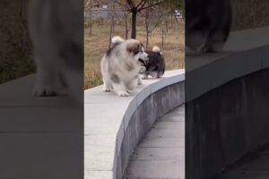 Cute puppies falling over #shorts