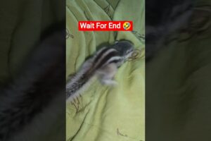 Cute squirrel 🐿️ Playing with Clothes/pet/animal#animals #trending #viral #trendingshorts