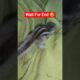 Cute squirrel 🐿️ Playing with Clothes/pet/animal#animals #trending #viral #trendingshorts
