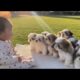Cutest Baby & Puppy Moments 🥹🐶 | Dalmatian & Husky Puppies Funny Reactions Compilation!😂