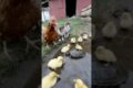 Cutest Farm Crew Ever: Ducklings, Cats & a Turtle Together!