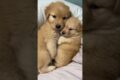 🐶 Cutest Fluffy Puppies Compilation Ever | Adorable Puppy Moments To Melt Your Heart