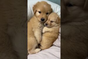 🐶 Cutest Fluffy Puppies Compilation Ever | Adorable Puppy Moments To Melt Your Heart