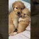 🐶 Cutest Fluffy Puppies Compilation Ever | Adorable Puppy Moments To Melt Your Heart