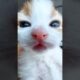 Cutest Kitten #lovecats