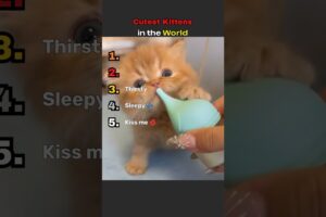 Cutest Kittens in the World
