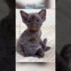 Cutest Kittens #lovecats