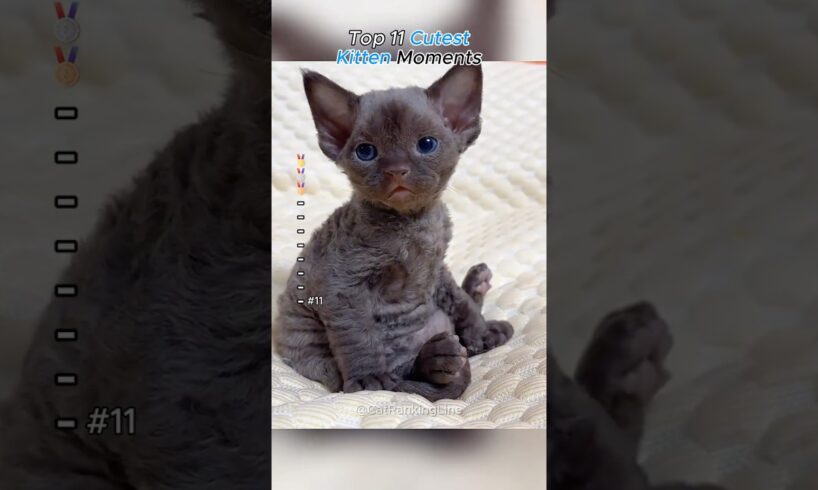 Cutest Kittens #lovecats