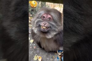 Cutest Pet Moments Ever 😍🐾 | Viral Dogs & Cats Compilation #funnyshorts #comedyshorts #viral #cute