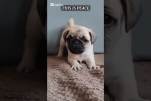 Cutest Puppies Ever 😻 Viral Cute Puppies 😍