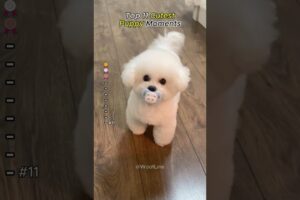 Cutest Puppies Ever #adorablepuppies