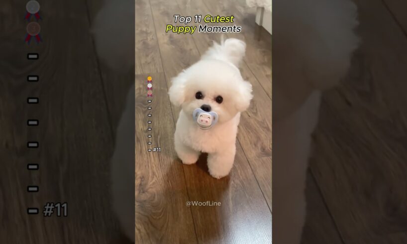 Cutest Puppies Ever #adorablepuppies