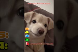 Cutest Puppies Ever – You Won’t Stop Smiling