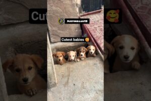 🥰Cutest Puppies ever🐶मासूम बच्चे।#justinsaan#dailycomedy#fun#topnewytshort#amazing#mostviral#pet2026