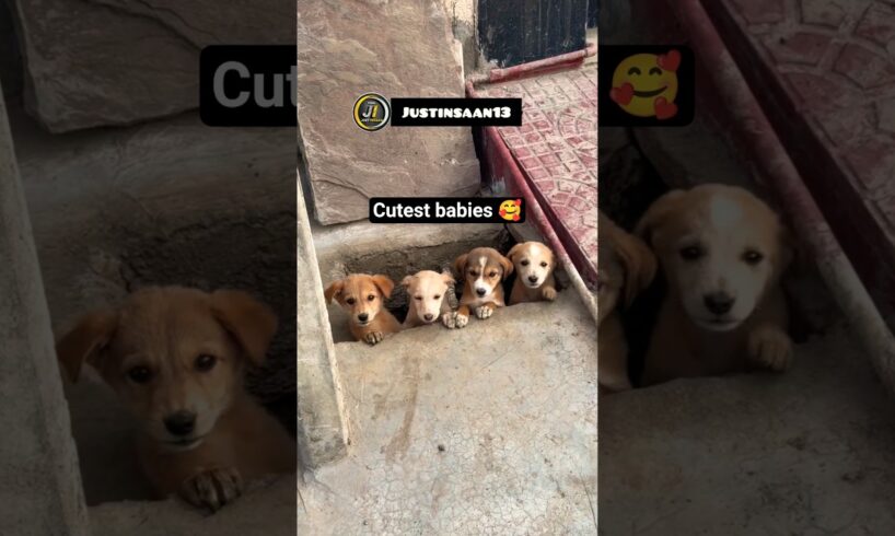 🥰Cutest Puppies ever🐶मासूम बच्चे।#justinsaan#dailycomedy#fun#topnewytshort#amazing#mostviral#pet2026