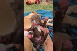 Cutest Puppies in the World – You Won’t Stop Smiling!