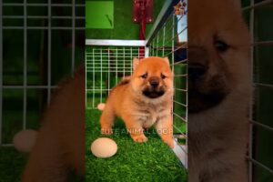 Cutest Puppy Moment Ever 🐶💖 | #shorts