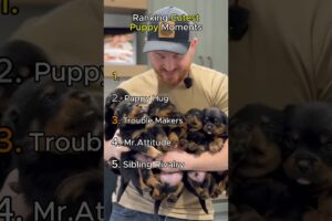 Cutest Puppy Moments Ever Ranked 🐶❤️ (Try Not to Smile!)