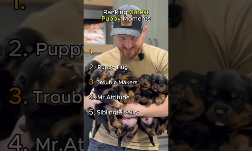 Cutest Puppy Moments Ever Ranked 🐶❤️ (Try Not to Smile!)