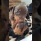 Cutest Puppy Moments #puppy