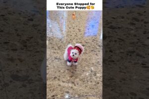 Cutest Puppy Shopping in the Mall 🐶🛍️ #cute #puppy #viral