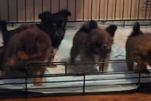 Cutest puppies in the world