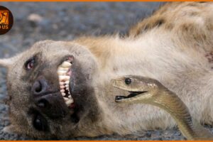 Deadliest Snake Attacks Caught on Camera | Wild Animals