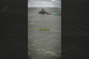 Deadly Shark Attack Caught On Go Pro #shorts