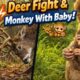 Deer Fight in the Forest 🦌 | Monkey Playing With Baby 🐒 | Amazing Animal Moments