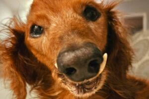 Dementia dog recognizes only one human