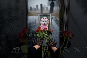 Did the cute puppy go to heaven with the balloon? 😭